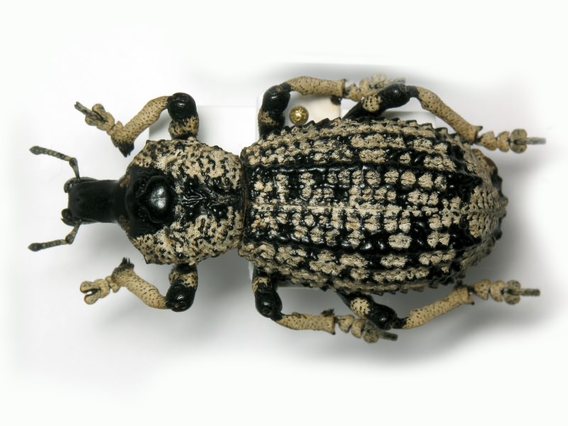 Rhytidophloeus rotschildi